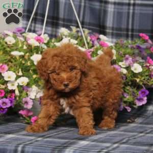 Zelda, Toy Poodle Puppy